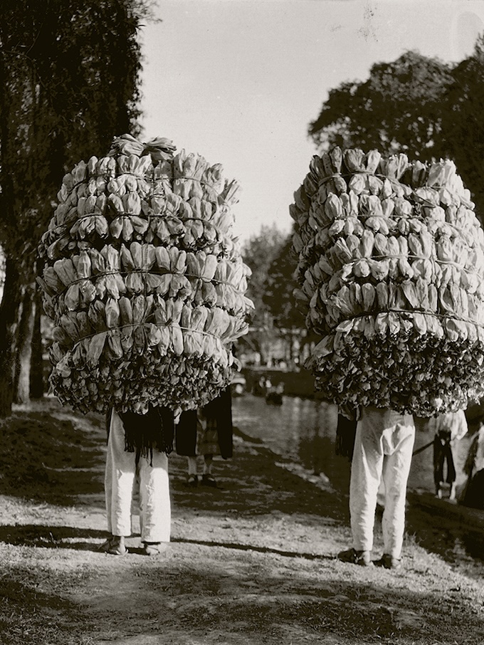 Tina Modotti Sans titre (Indiens transportant des chargements de feuilles de maïs pour la préparation des « tamales ») 1926-1929 San Francisco Museum of Modern Art. Tina Modotti Sans titre (Indiens transportant des chargements de feuilles de maïs pour la préparation des « tamales ») 1926-1929 San Francisco Museum of Modern Art.