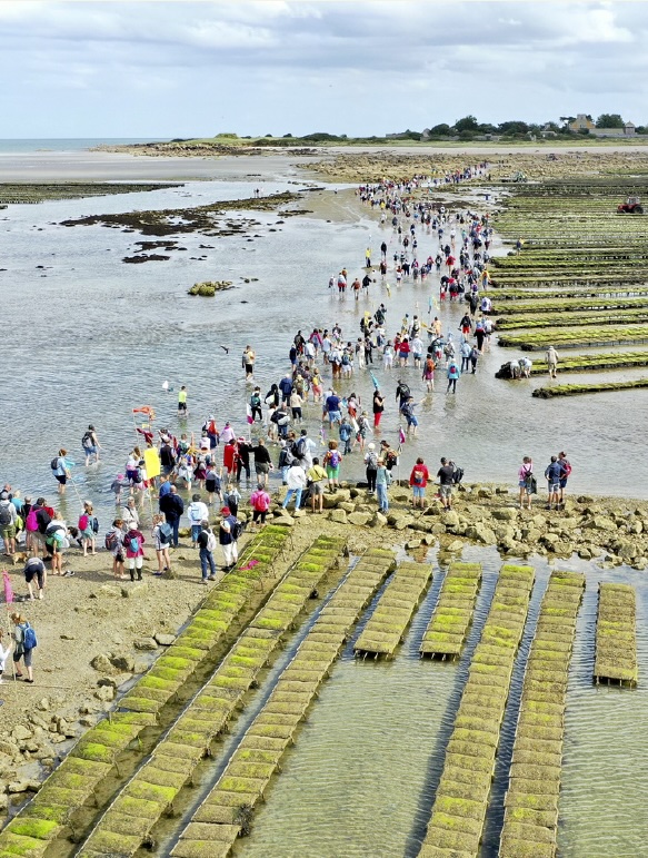 Passage à gué pour rejoindre l'île de Tatihou