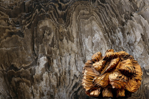 L'Isle-sur-la-Sorgue. Exposition Hans Silvester, photographies, Marc Nucera, sculptures