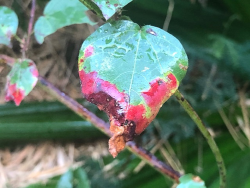 Avignon Off, Théâtre de la Chapelle du Verbe Incarné : La boue sous la peau (La Bou sou la po) Avignon Off, Théâtre de la Chapelle du Verbe Incarné : La boue sous la peau (La Bou sou la po)