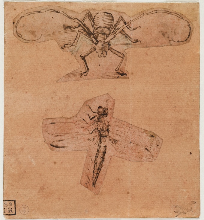 Léonard de Vinci, Etudes d’insectes, D.C. 15581, Turin, Bibliothèque royale © Sur concession du MiC-Musées Royaux Léonard de Vinci, Etudes d’insectes, D.C. 15581, Turin, Bibliothèque royale © Sur concession du MiC-Musées Royaux