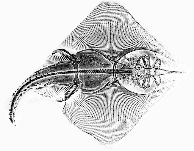 Image de synthèse de la Cité des Mériens de Jacques Rougerie, inspirée de la raie manta © Créations Jacques Rougerie Image de synthèse de la Cité des Mériens de Jacques Rougerie, inspirée de la raie manta © Créations Jacques Rougerie