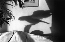Hervé Guibert Hervé Guibert