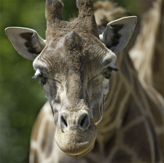 Saison 2016 au Safari de Peaugres, Ardèche. L’aventure nature à vivre dès le 6 février Saison 2016 au Safari de Peaugres, Ardèche. L’aventure nature à vivre dès le 6 février