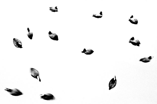 Impatience. Photographies de Jean-François Spricigo, exposition à Flair Galerie, Arles, du 26 mars au 14 mai 2016 Impatience. Photographies de Jean-François Spricigo, exposition à Flair Galerie, Arles, du 26 mars au 14 mai 2016
