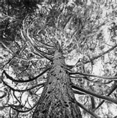 l'Arbre et la forêt l'Arbre et la forêt