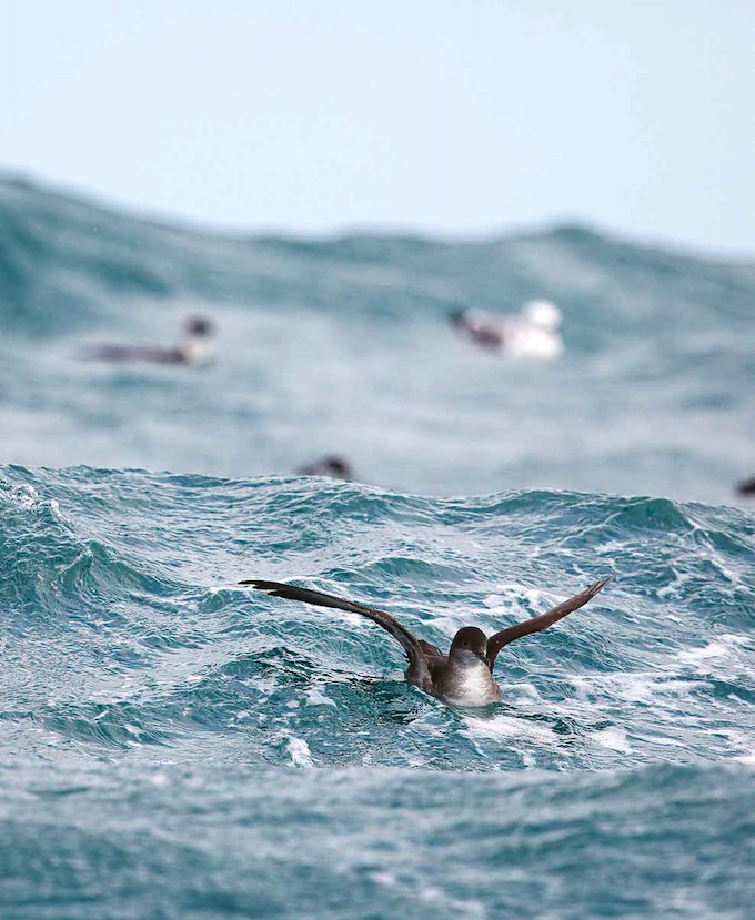 Puffin des Baléares dans la houle. Photographie Armel Deniau