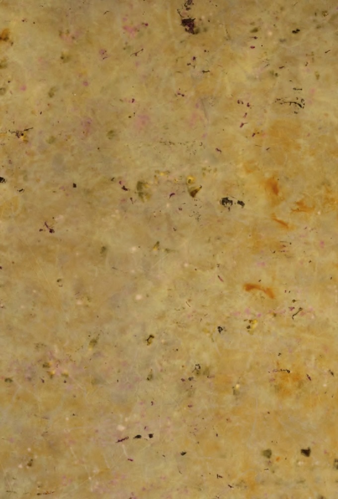 Oxalis Garance 2 — 160 x 110 cm — mai 2024 © Alice Magne