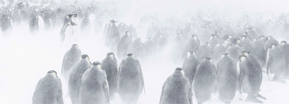 La colonie d'empereurs dans la tourmente © Vincent Munier