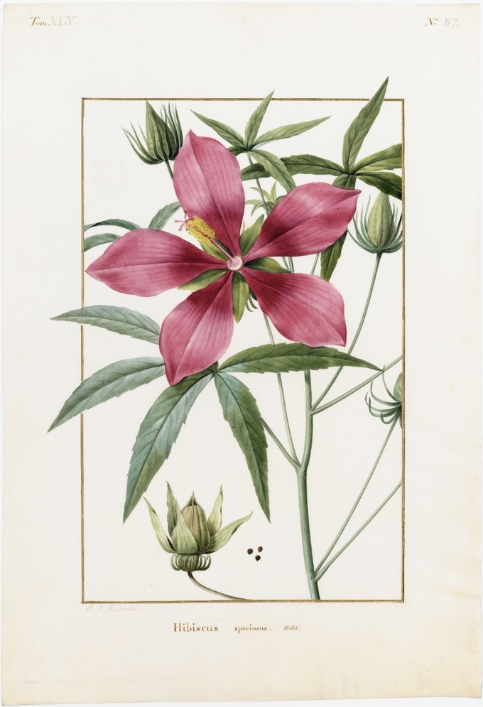 Pierre-Joseph Redouté, Hibiscus speciosus, peinture sur vélin, fin du XVIIIe siècle - début du XIXe siècle