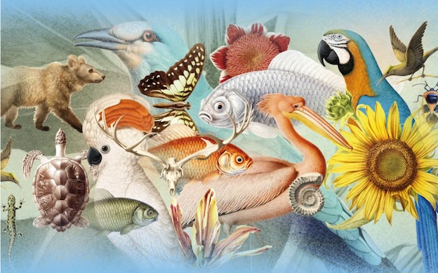 Paris, Museum national d'Histoire naturelle : Exposition « Artistes au Muséum ». Week-End Festif 17&18 oct. 2026