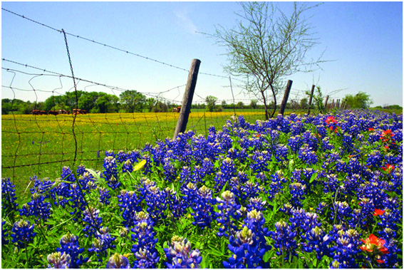 Au Texas, les fleurs sont à l’honneur. Des destinations de voyage inhabituelles