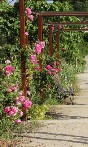 Les Jardins du MIP (Musée international de la Parfurmerie) fêtent leurs 10 ans, à Mouans-Sartoux (06)