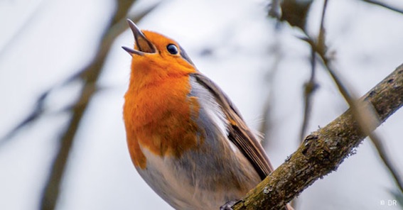 La Belle au bois dormant, de Ottorino Respighi, opéra en trois actes, 1922. Livret de Gianni Bistolfi d’après Charles Perrault. Du 6 au 14 février 2018 au théâtre de la Croix-Rousse, Lyon La Belle au bois dormant, de Ottorino Respighi, opéra en trois actes, 1922. Livret de Gianni Bistolfi d’après Charles Perrault. Du 6 au 14 février 2018 au théâtre de la Croix-Rousse, Lyon