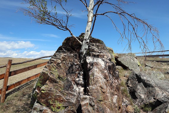 Valentin sacred tree, photographie, 2018