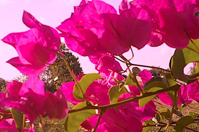 Après la Saint-Valentin, quelques fleurs des tropiques