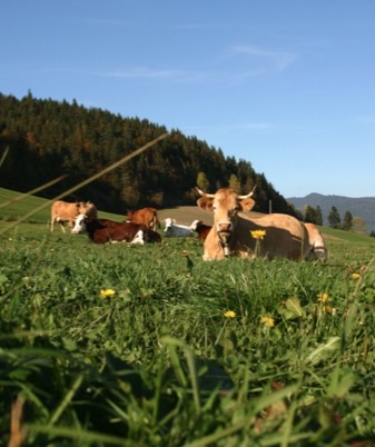 La « Campagne » à la Montagne sur le territoire du Vercors : à la découverte des fermes et du pastoralisme