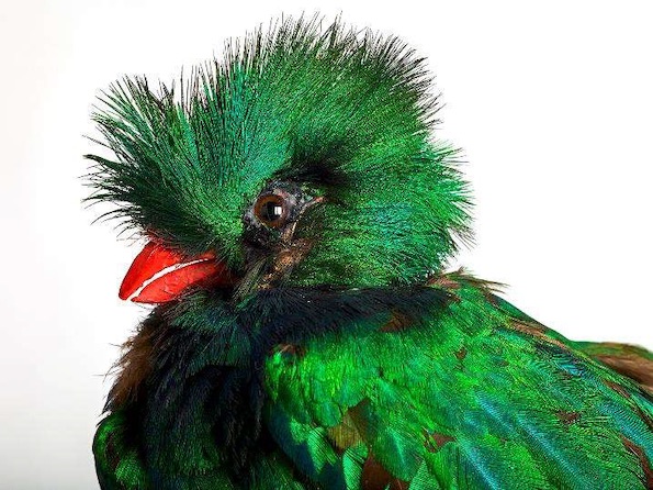 Quetzal resplendissant Pharomachrus mocinno, Amérique du Sud photographie Pierre-Olivier Deschamps, Agence VU