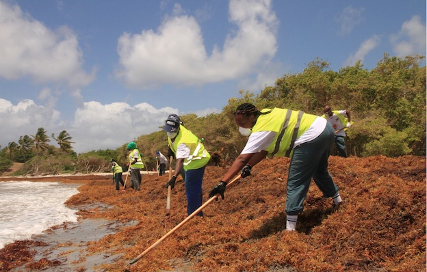 C'est à la main que les premiers ramassages de sargasses ont été réalisés en Guadeloupe (ici en 2015) © M.A.