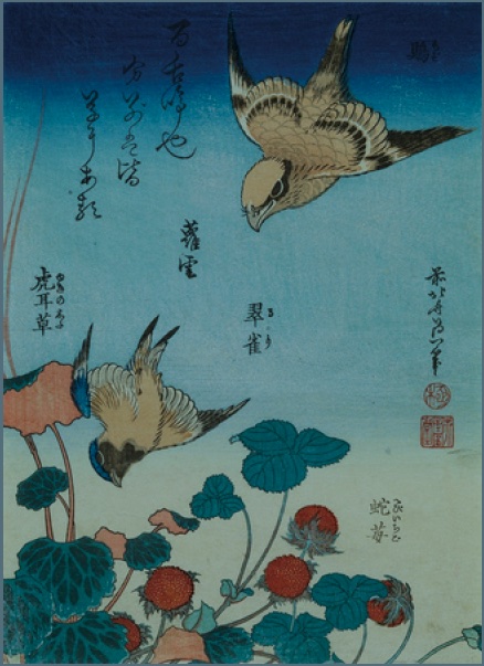 Katsushika Hokusai, Bull-headed Shrike and Bluebird with Begonia and Wild Strawberry. The Sumida Hokusai Museum (1st term)