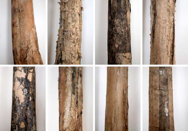 Greta Pasquini, Portraits, 2009-2014, carton, colle, ensemble de 8 éléments, 250 x 250 x 40 cm. Portraits d’arbres d’un jardin de famille. Oeuvre accompagnée d’un matériel sonore (monologue)