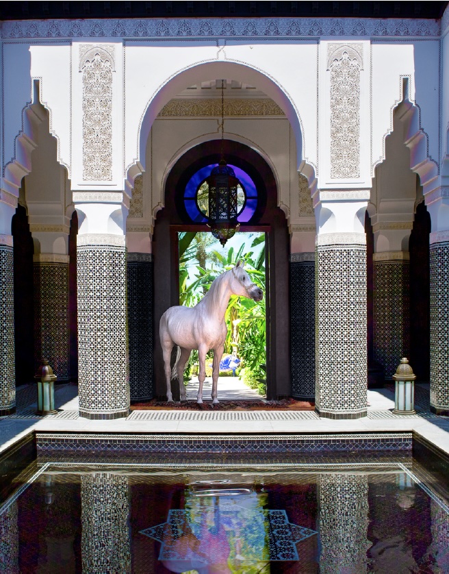 Le pur-sang arabe est la 2ème passion de la famille Bennani Smires © DR