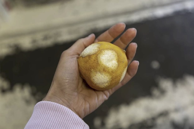 Photographie © Thaïva Ouaki Photographie © Thaïva Ouaki