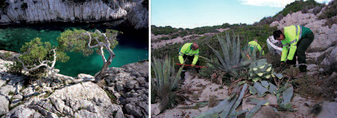 Calanque et Arrachage de plantes invasives © ONF