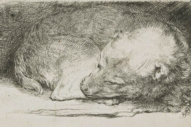 Le chiot endormi. Eau-forte et pointe sèche, troisième état sur trois, v. 1640 © Collection Frits Lugt, Fondation Custodia, Paris