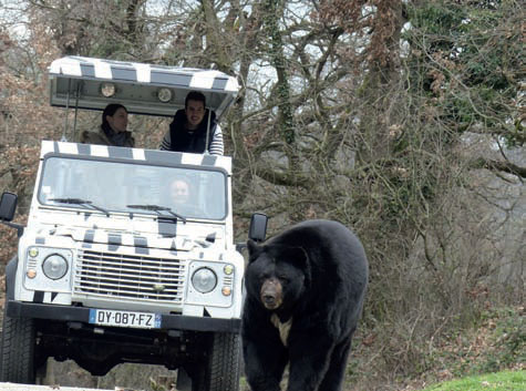 Safari de Peaugres, Ardèche. Observer, comprendre, s’enthousiasmer ou s’émerveiller, saison 2016