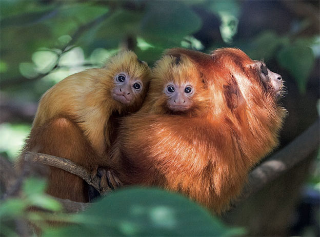 Safari de Peaugres, Ardèche. Observer, comprendre, s’enthousiasmer ou s’émerveiller, saison 2016 Safari de Peaugres, Ardèche. Observer, comprendre, s’enthousiasmer ou s’émerveiller, saison 2016