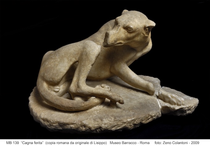 Statue de chienne blessée. 100 avant J.-C.. Museo Barracco  © Roma, Sovrintendenza Capitolina ai Beni Culturali