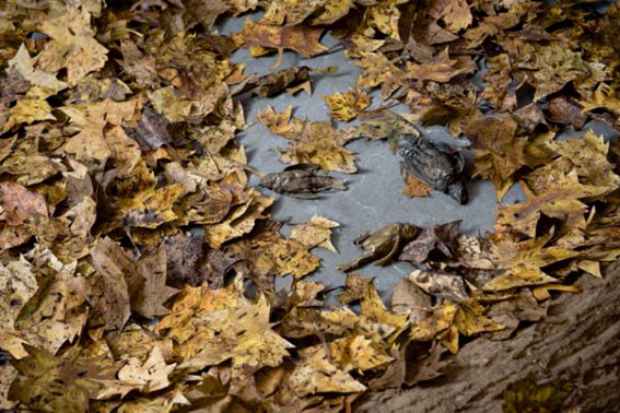 Nature morte (détail) 2016 oiseaux en bronze, feuilles en papier et écorces en pâte à papier artisanale installation de dimensions variables de 4 à 5 m2