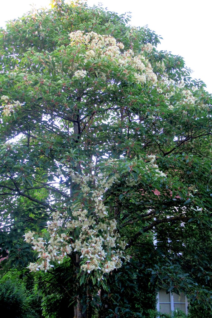 Emmenopterys henryii,. en floraison rare, classé «Gardien du Patrimoine végétal vivant» par le CCVS.