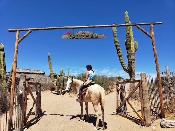 Baja California in the wild : Un monde préservé entre deux mers​ au Mexique