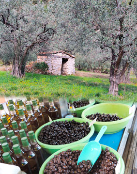 La 52e fête de l'Olive Noire de Nyons du 15 au 17 juillet à Nyons !