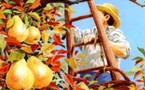 1/11 > Orpierre (Htes Alpes) : 6ème Marché aux Fruits Anciens de la Toussaint dans les Hautes-Alpes