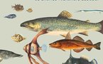 21 juin – 20 septembre, La pêche miraculeuse de Charles–Alexandre Lesueur, Museum d’histoire naturelle du Havre
