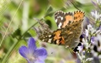Jusqu’au 29 août. Exposition « Faits divers au jardin, la biodiversité à sa porte » au musée départemental des Pays de Seine-et-Marne à  Saint-Cyr-Sur-Morin