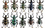Lyon, Musée des Confluences : exposition Coléoptères, insectes extraordinaires, du 21 décembre 2018 au 28 juin 2020