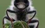 Artiste insecte, Ferme des Arts de Vaison-la-Romaine et au Naturoptère de Sérignan du Comtat, 10 février au 10 avril 2012