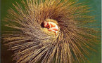 Une exposition « art nature » exceptionnelle de Nils-Udo à Hauterives, du 1er mai au 31 août 2012