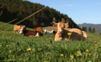 La « Campagne » à la Montagne sur le territoire du Vercors : à la découverte des fermes et du pastoralisme