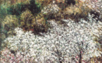 Jacques-Michel Dunoyer, la nature au bout du pinceau. Musée de Saint-Paul, Saint-Paul-de-Vence, du 12 avril au 22 juin 2014