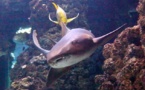 « On Sharks &amp; Humanity », Musée océanographique de Monaco, juqu'en mars 2015