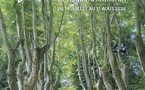  Festival la Roque d’Anthéron – du 19 Juillet au 17 août 2025