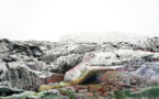 Iris Hutegger - windstill, grün, à la Galerie Esther Woerdehoff, Paris, du 22 mars au 30 avril 2016