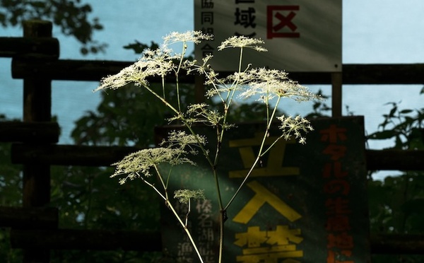 Marseille, Frac Sud - plateau perspectives  : « L’Écologie des relations. La Forêt amante de la mer ». Du 7 février au 15 novembre 2026