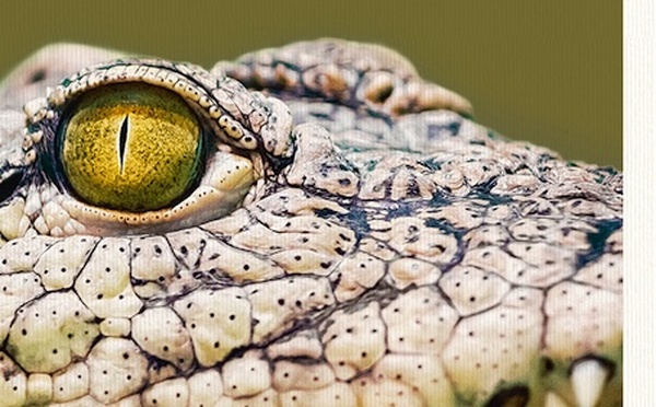 Yawara, Rodrigo Leão aux éditions Paulsen, collection La Grande Ourse. En librairie le 19 mars 2026