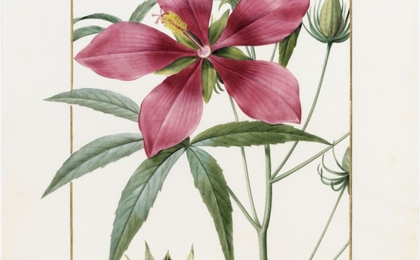Paris, Muséum national d’Histoire naturelle : « Artistes au muséum ». Du 23 septembre 2026 au 7 mars 2027